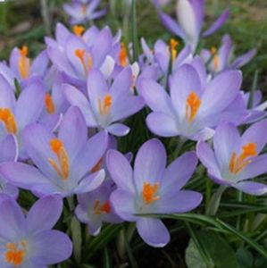 Species Crocus (Tommies) 100 for $30